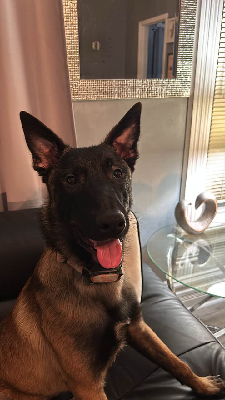 Belgian Malinois image 5