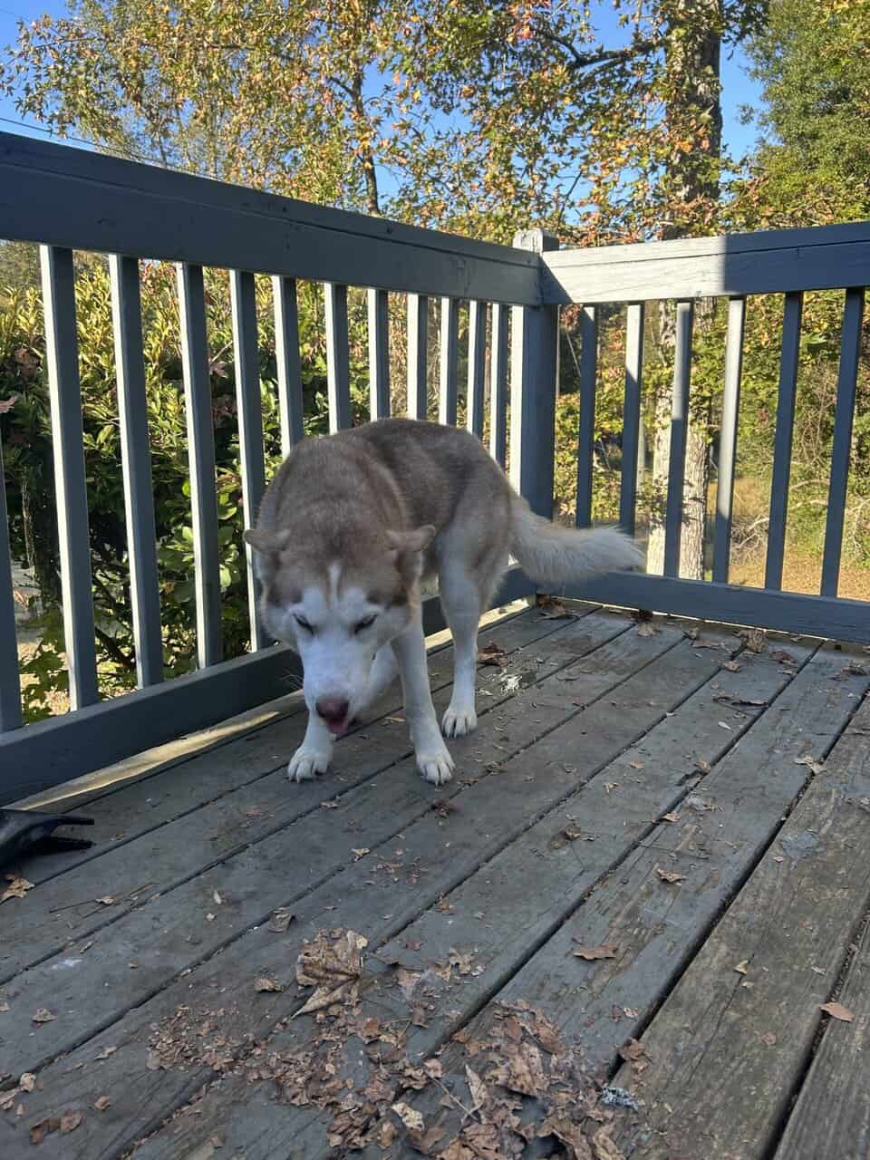 Siberian Husky for sale! image 4