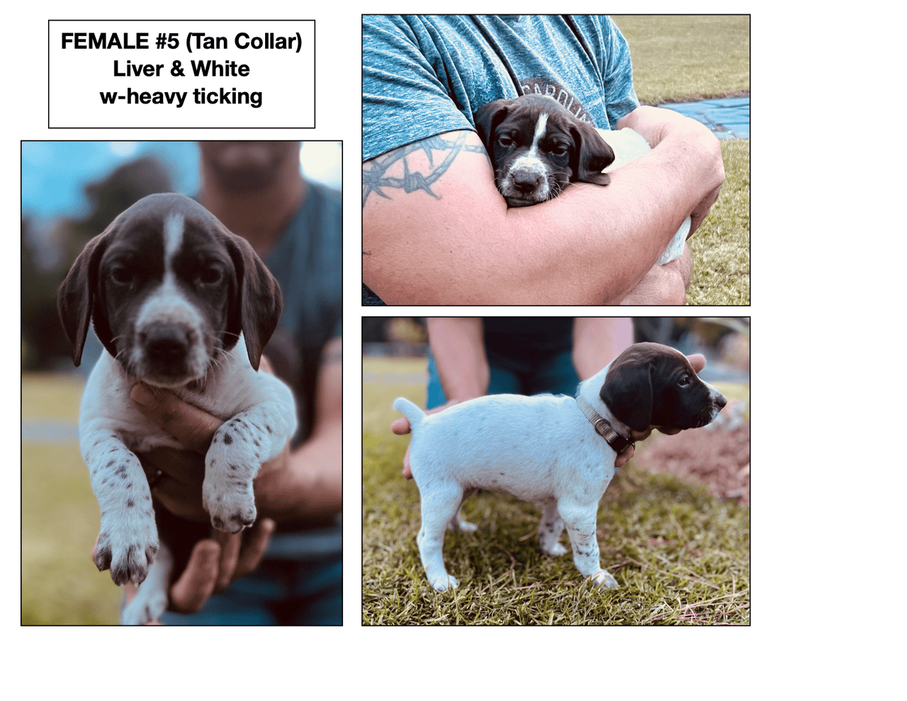 AKC GSP Puppies Available now in Richlands NC image 1