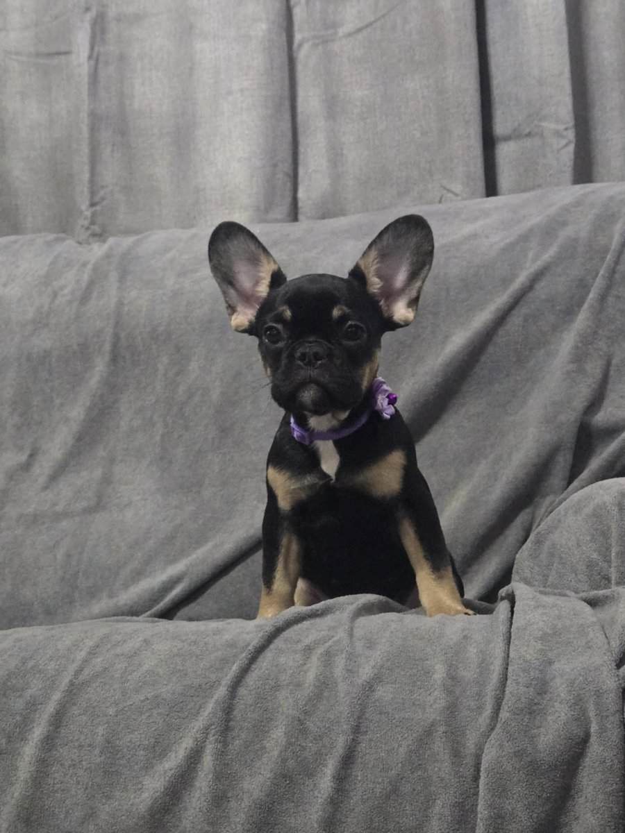 AKC French bulldog puppies (females) image 3