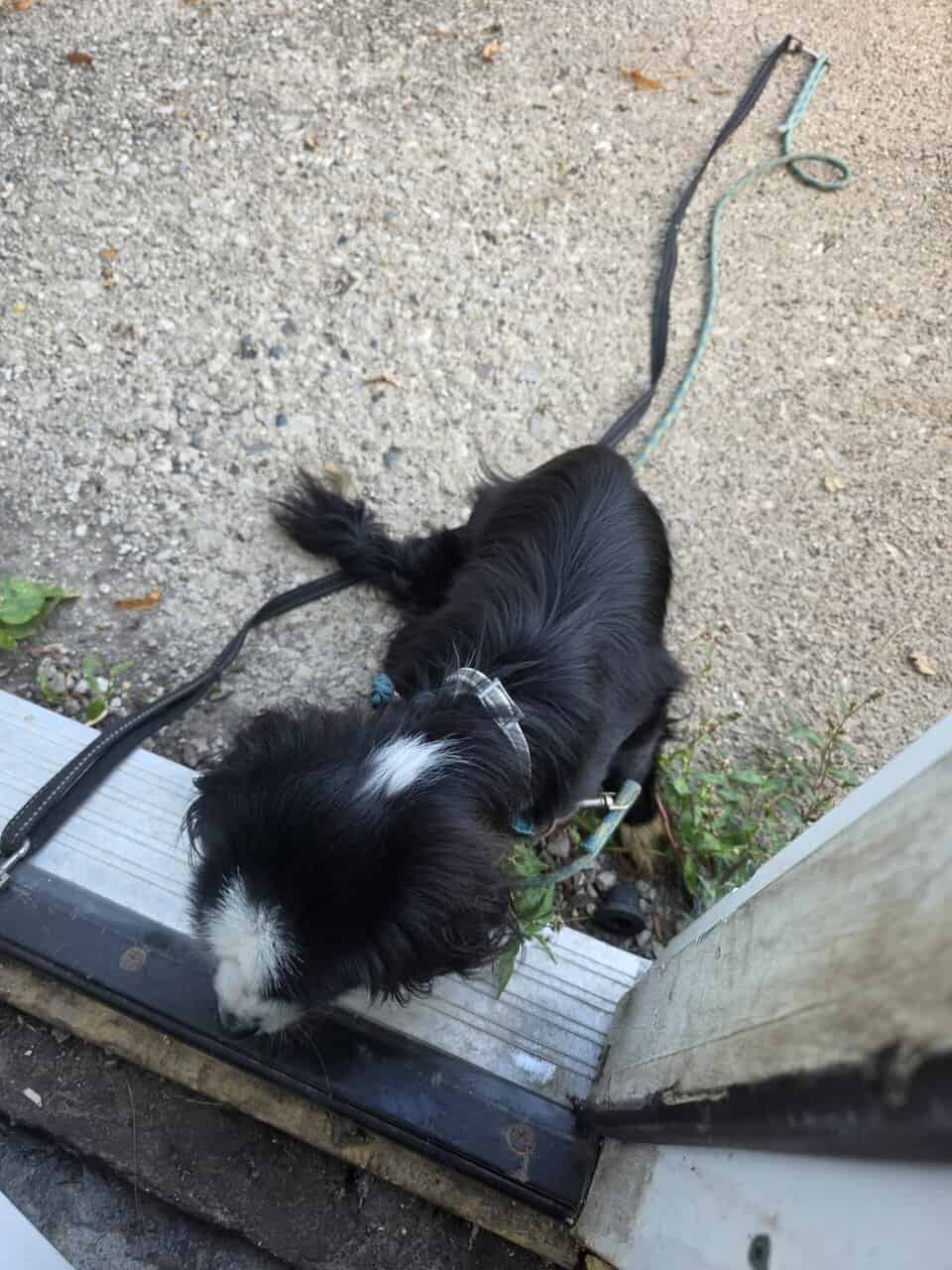 Medium dog image 3