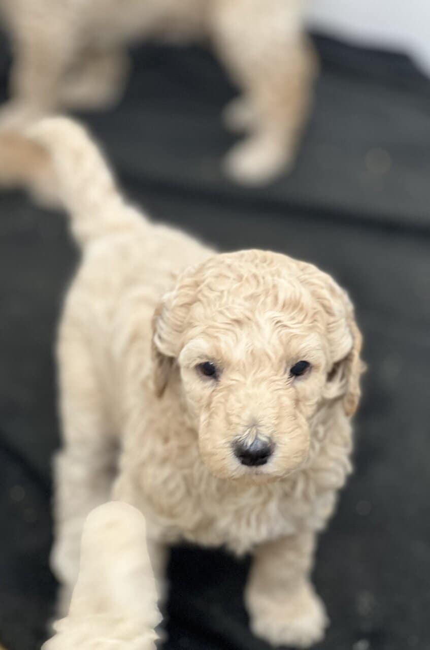 Labradoodle F1b puppies image 4