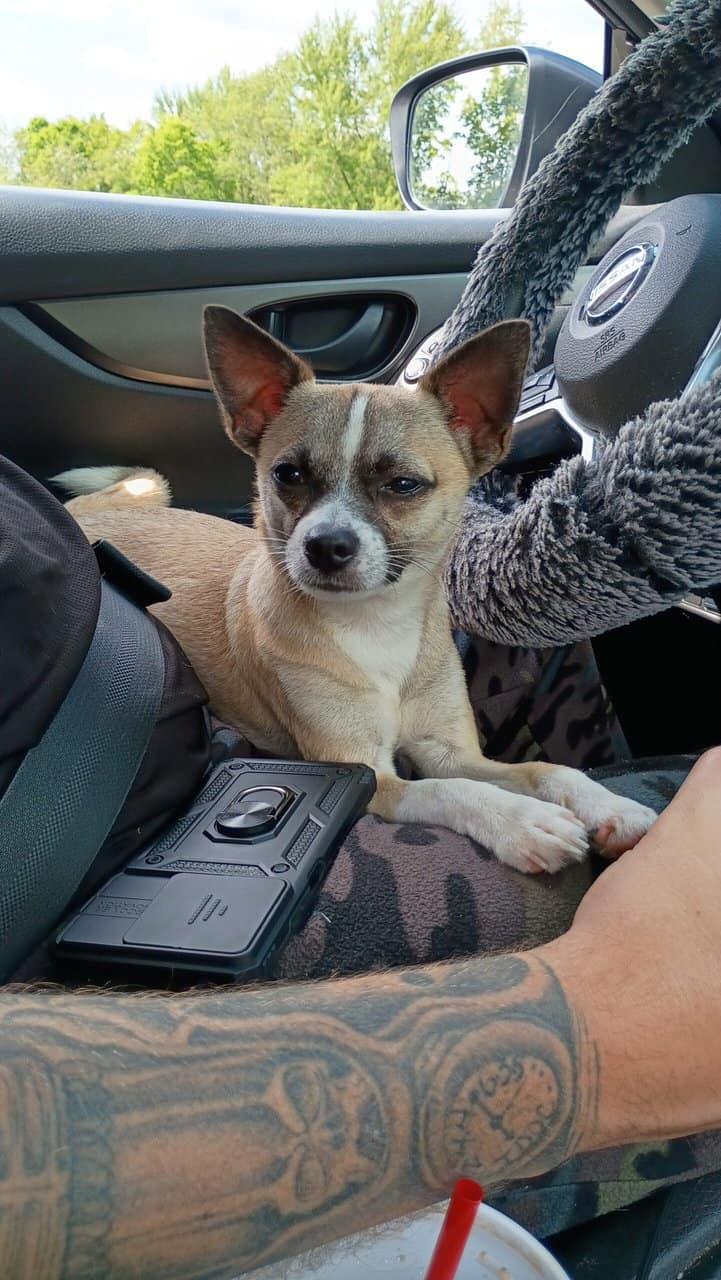Deerhead Chihuahua 1 yr. Old Male (Boochie) | PetClassifieds.com