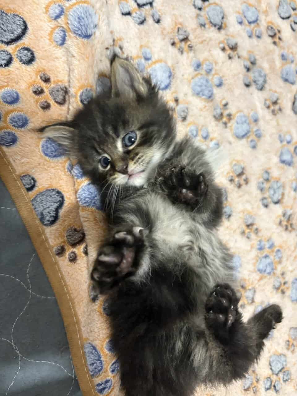 Maine Coon Kittens image 4