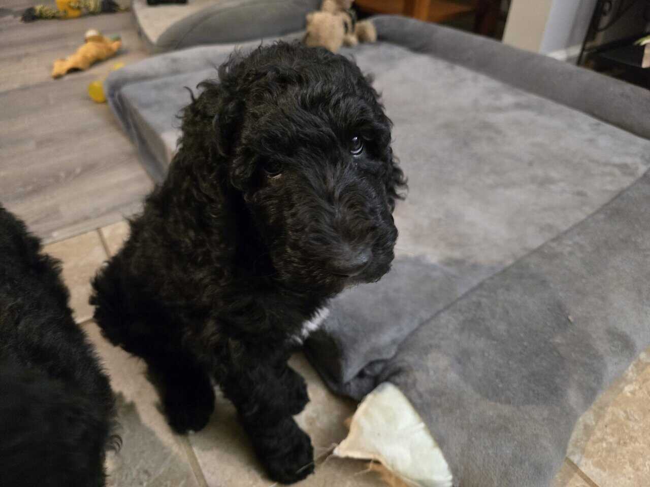 Doodle Puppies image 5