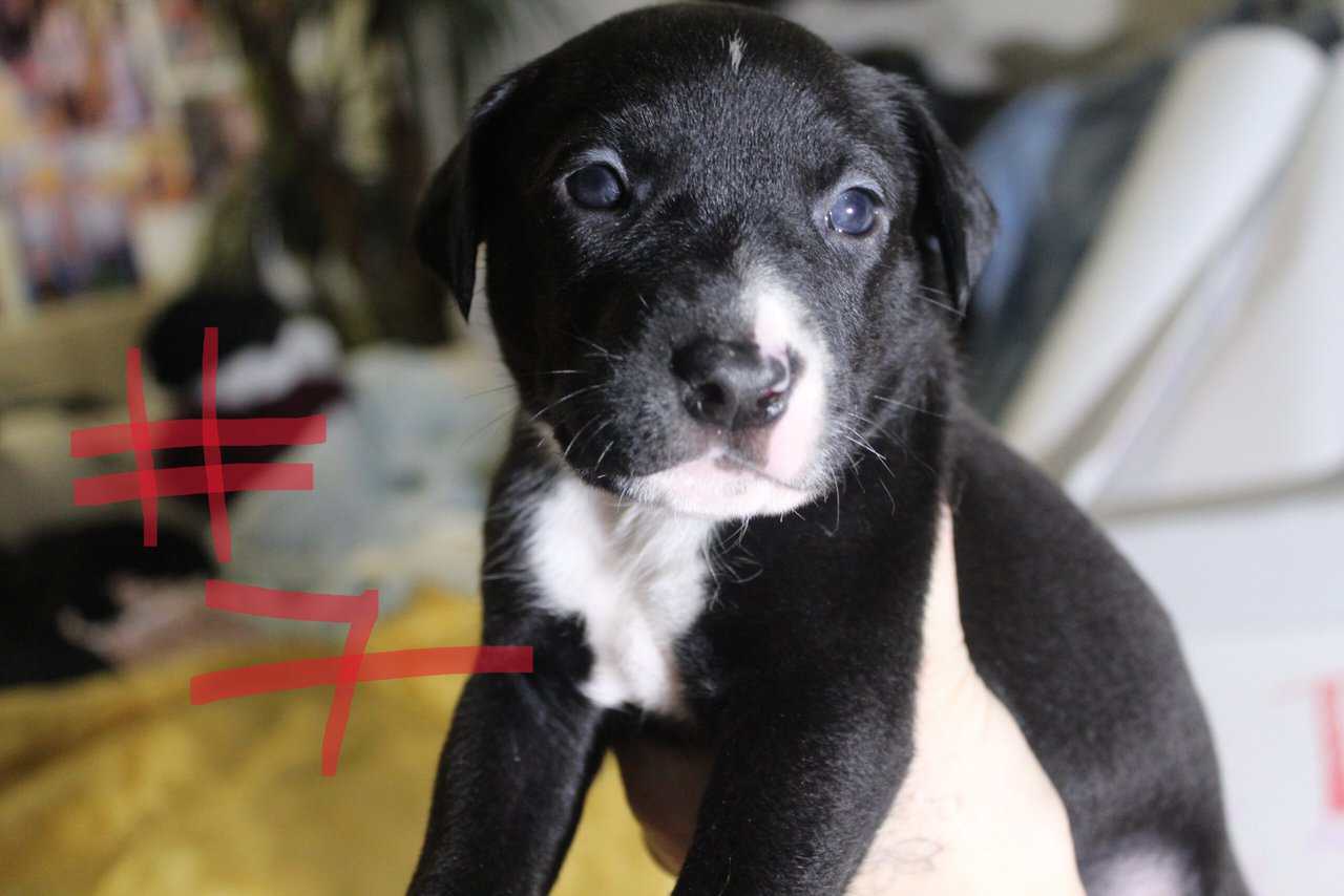Lab & Pit mix Ready for their fur ever Homes Nov18 image 16