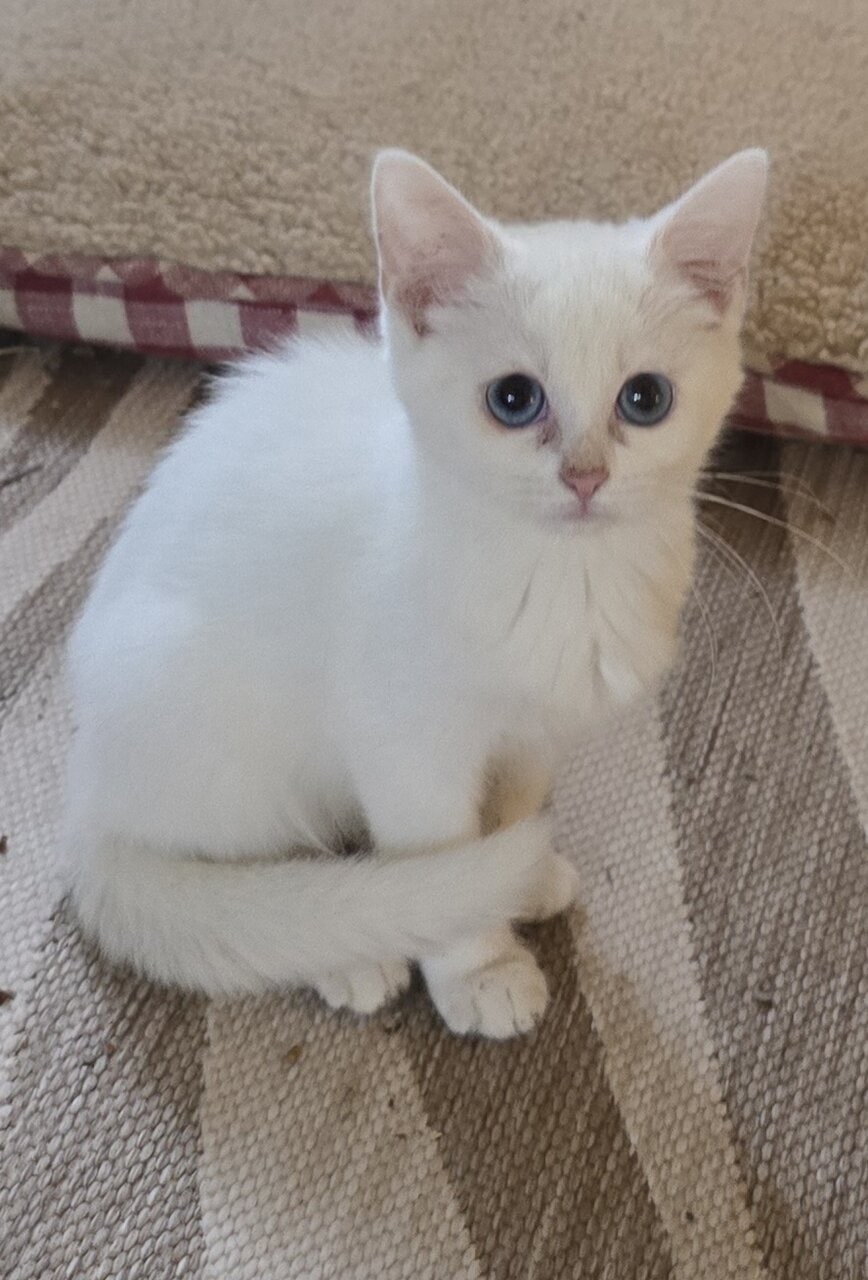 Siamese kittens image 4