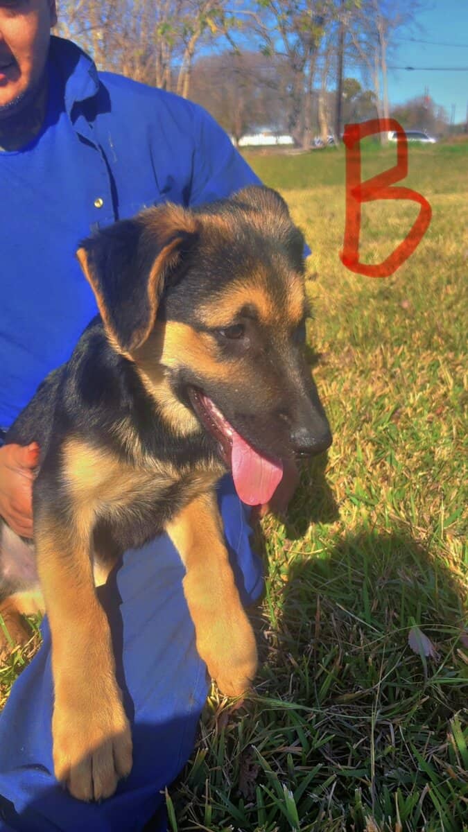 German Shepherd Puppies 4 sale SOON image 7