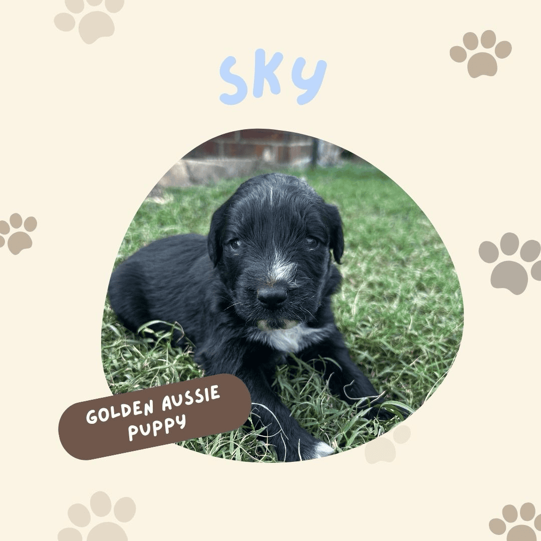 Golden Aussie (light blue) image 1