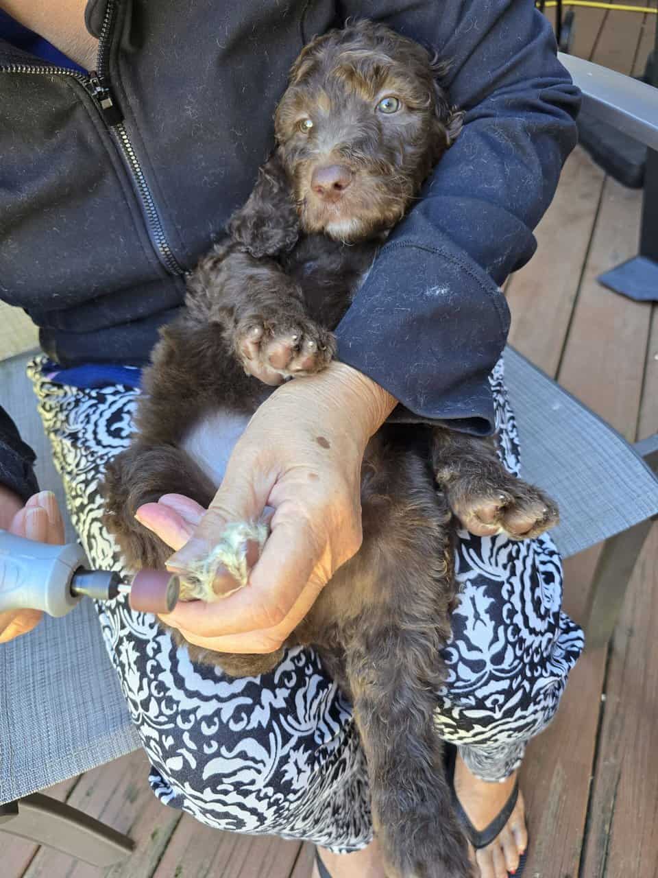 Doodle Puppies image 6