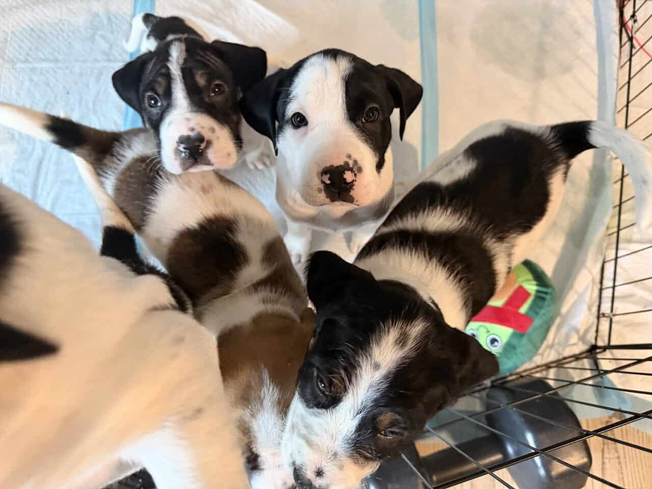 Puppies image 3