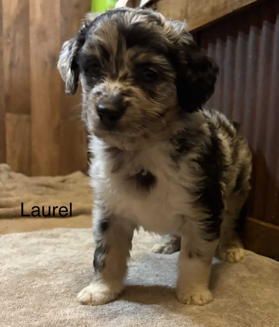 Merle Aussie Doddle image 1