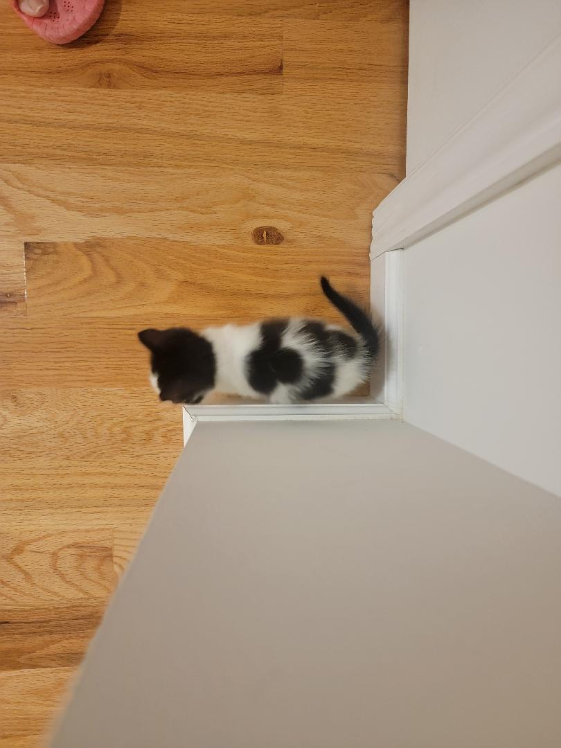 Nice Kittens image 10