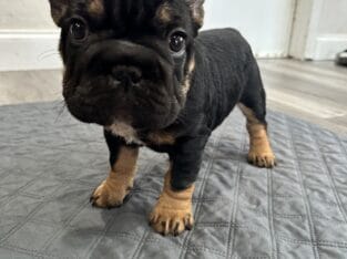 AKC French Bulldog Puppies – 12 Weeks Old, Vet Che