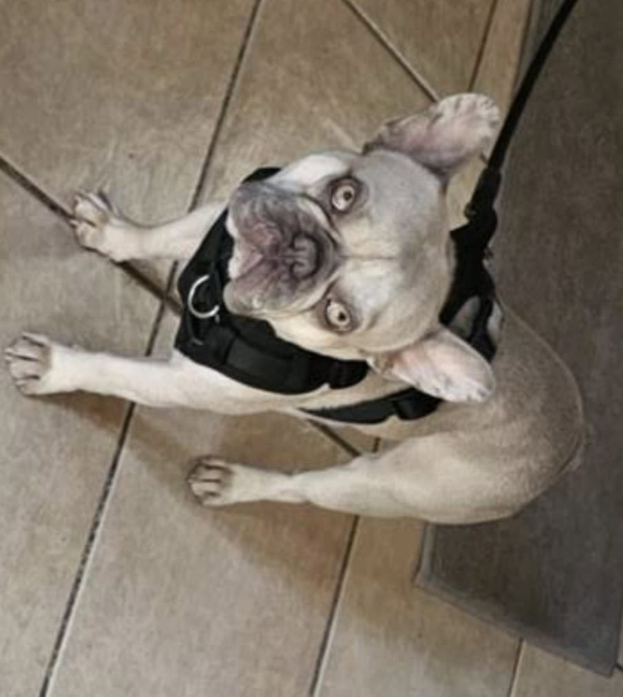 Frenchie Bulldog image 1