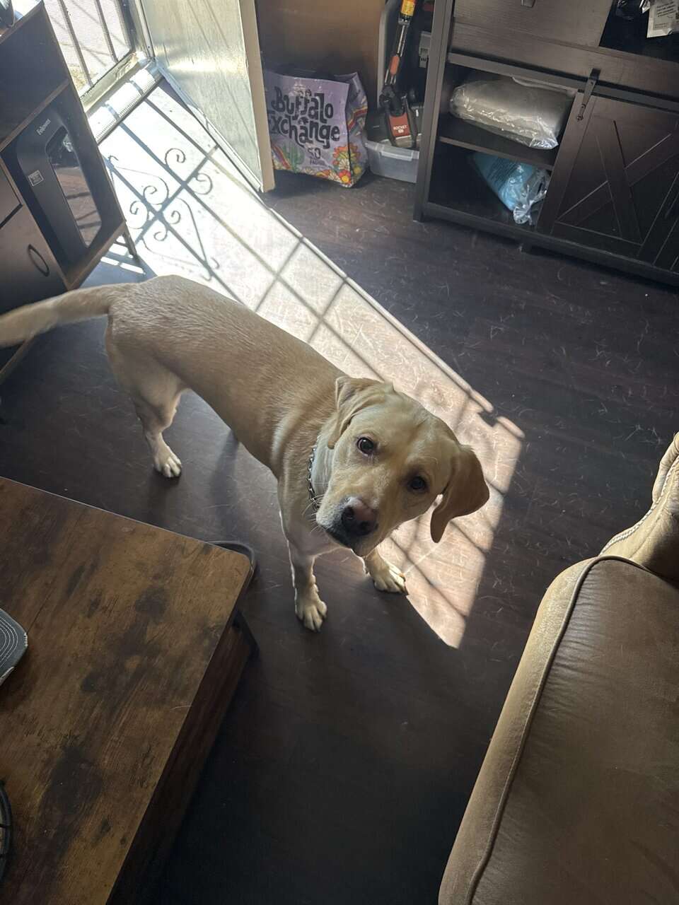 PUREBRED YELLOW LAB image 2
