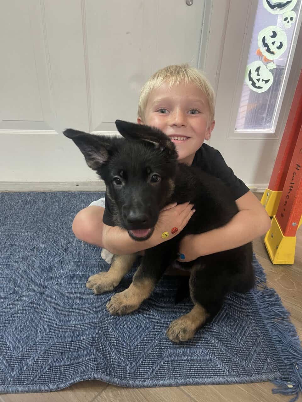 German Shepherd- Male image 4