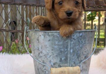 Butternut (female Cockapoo)