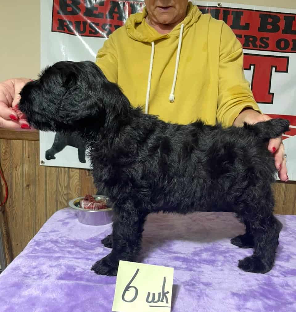 Beautiful Black BRT Litter "L" image 9