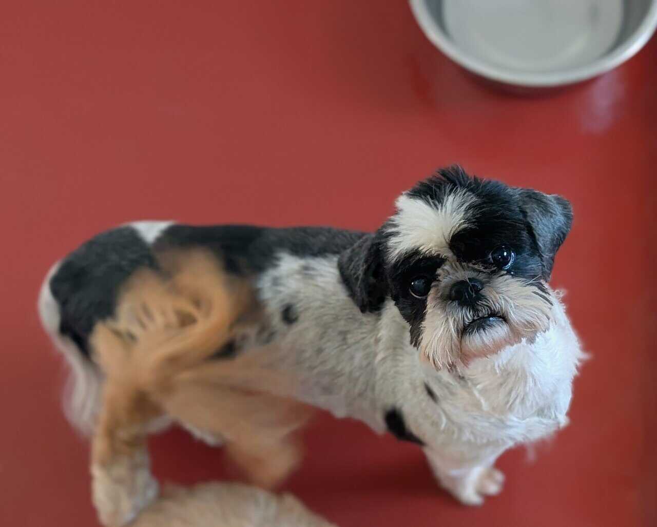 Female ShihTzu Adult image 2