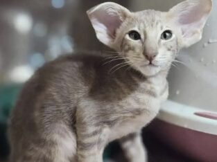 Oriental kitten name “X-File”