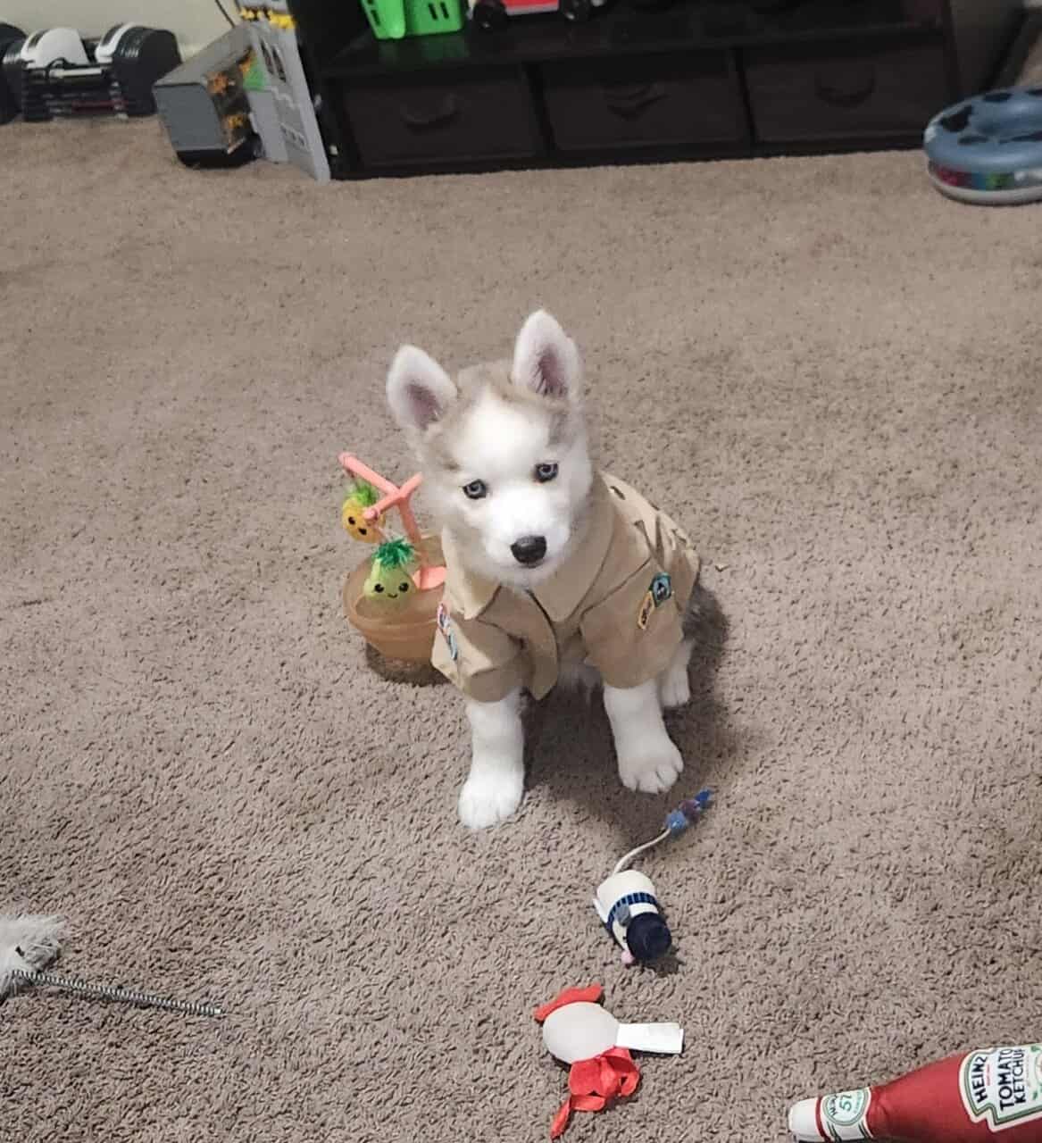 Husky Puppy image 5