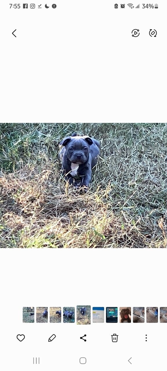 Staffordshire bull terrier pups image 8