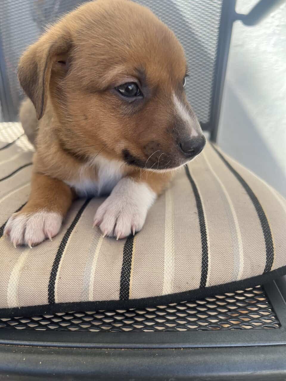 Ranch Pup -Boy 3 image 3