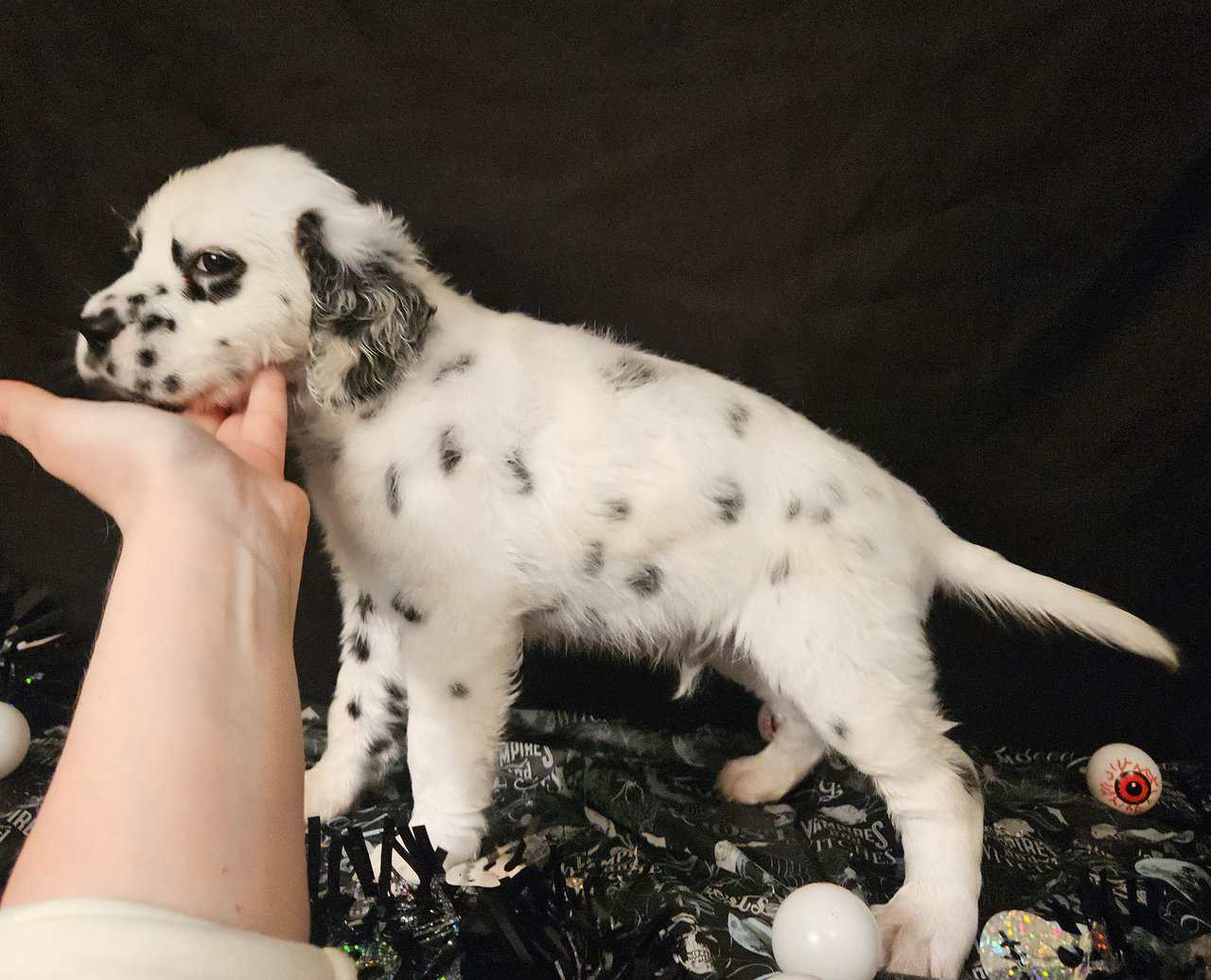 Dalmatian puppies image 4