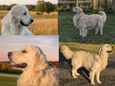 AKC Golden Retriever Stud Service OFA PennHip