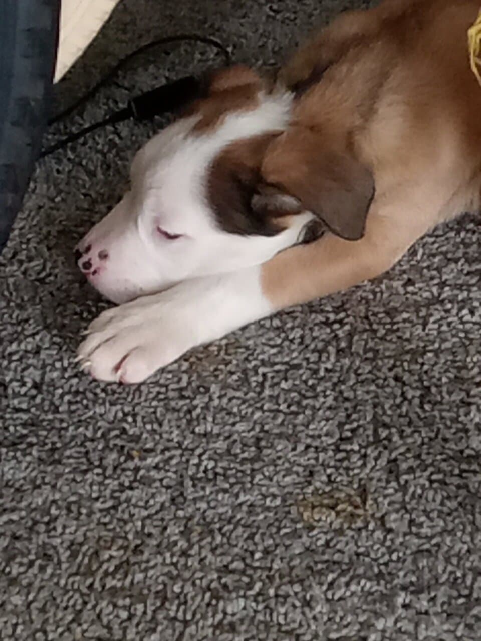 Puppies for Sale image 5