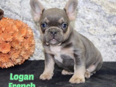 Logan Male French Bulldog