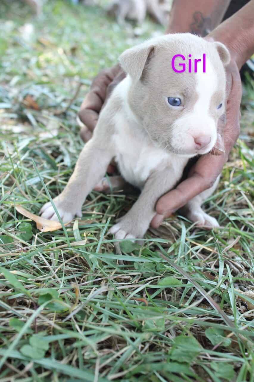 Pitbull Puppies image 2