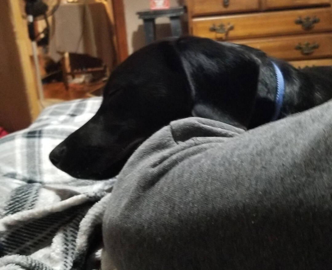 rehoming my lab/beagle puppy image 1