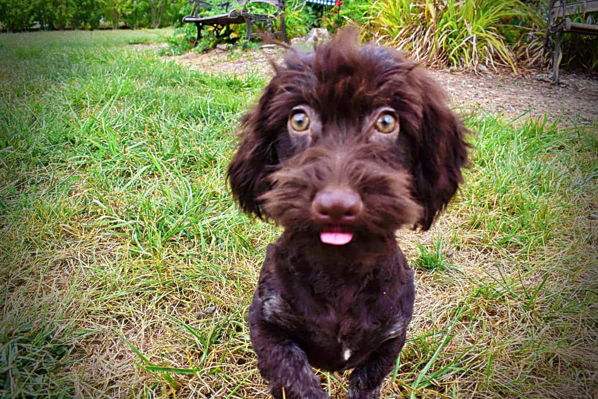 Chocolate Havapoo puppy image 1