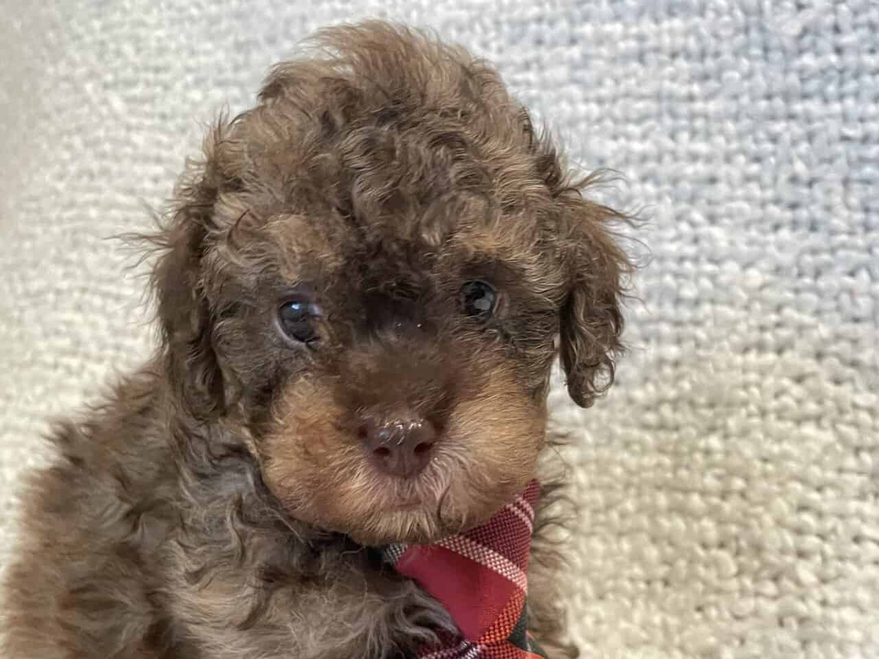 Cavapoo puppies image 3