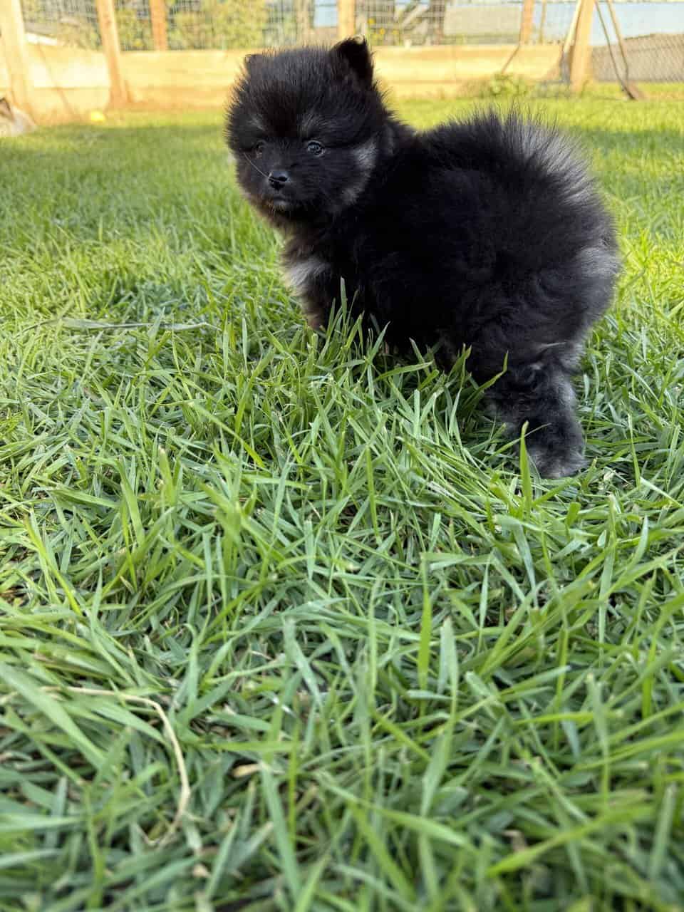 Pomeranian puppies image 5