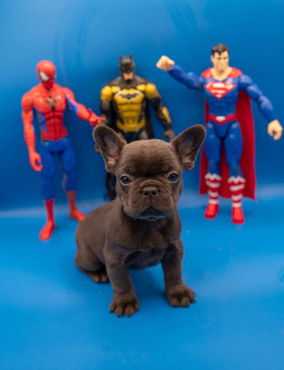 French Bulldog puppies image 3