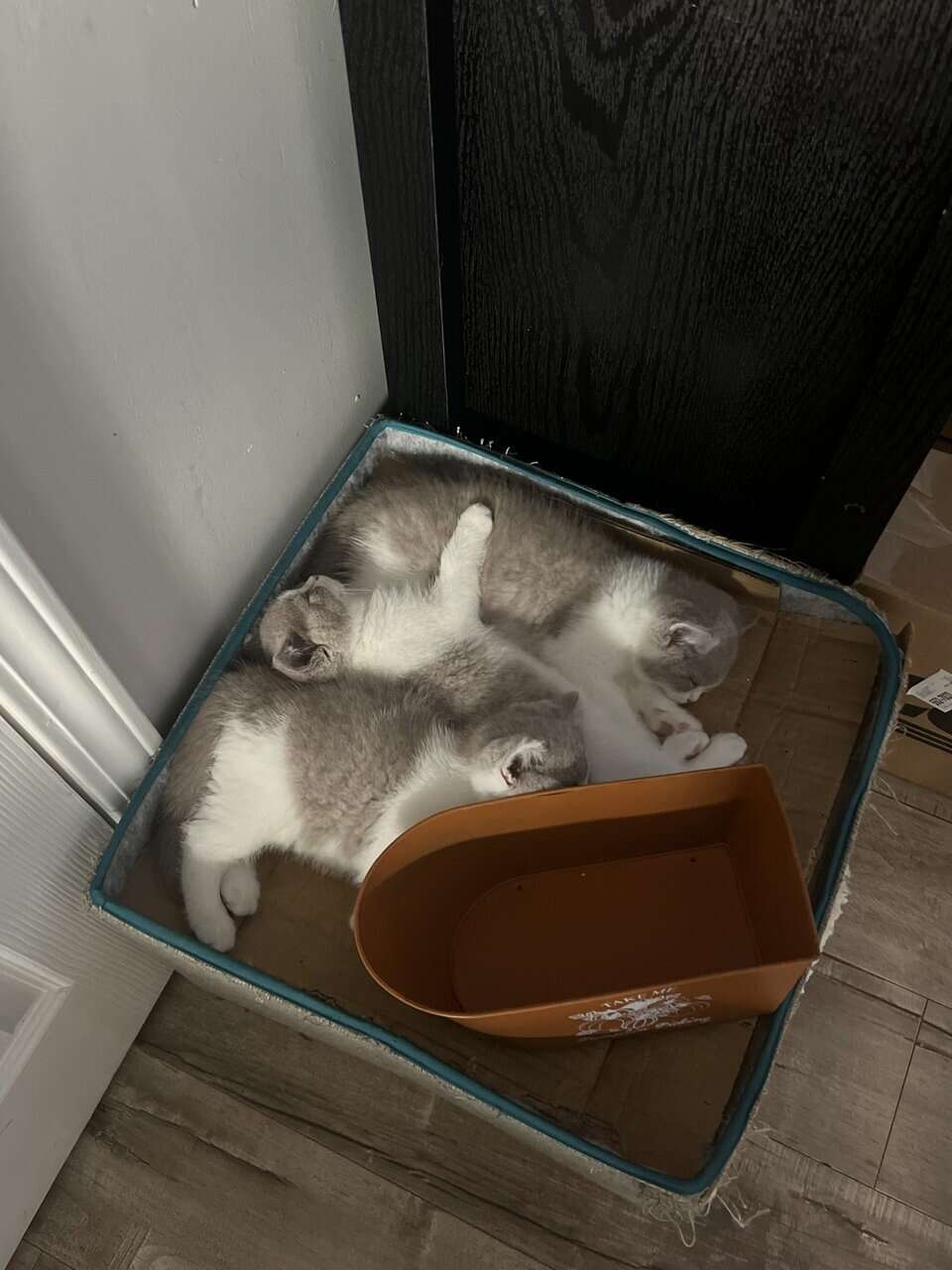 3 British shorthair kittens (2m, 1f) image 4