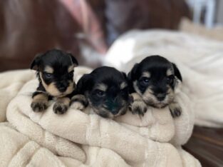 Stunning Mini Schnauzer Puppies