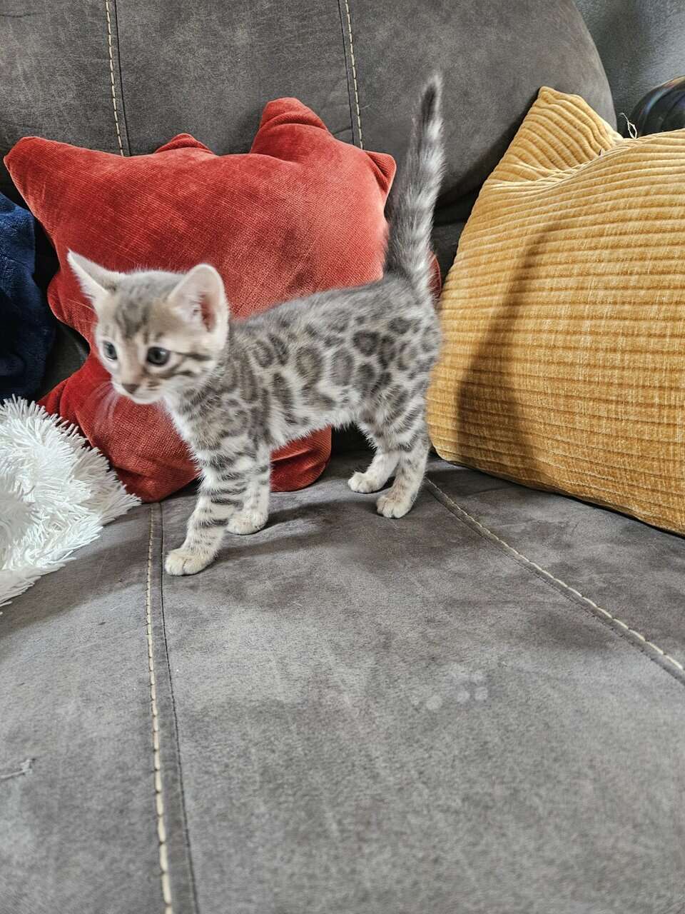 BENGAL KITTENS image 3