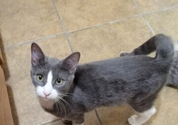 Half Siamese Kittens