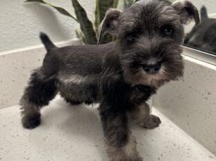 Miniature Schnauzer Puppy!