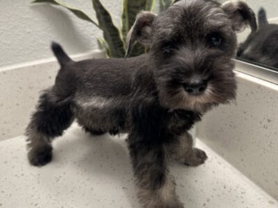 Miniature Schnauzer Puppy!