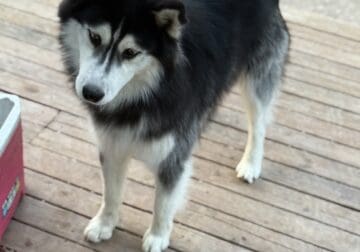 Siberian Husky