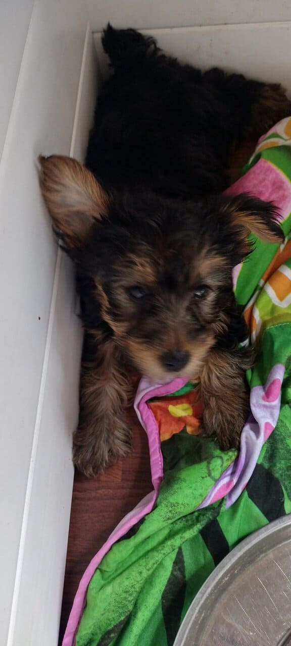 Pure Bred Yorkie Puppies image 4