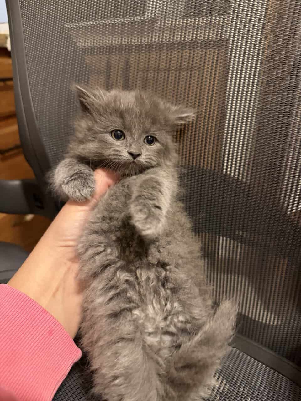 Super fluffy fluff balls image 6