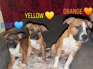 Puppies looking for fur-ever homes