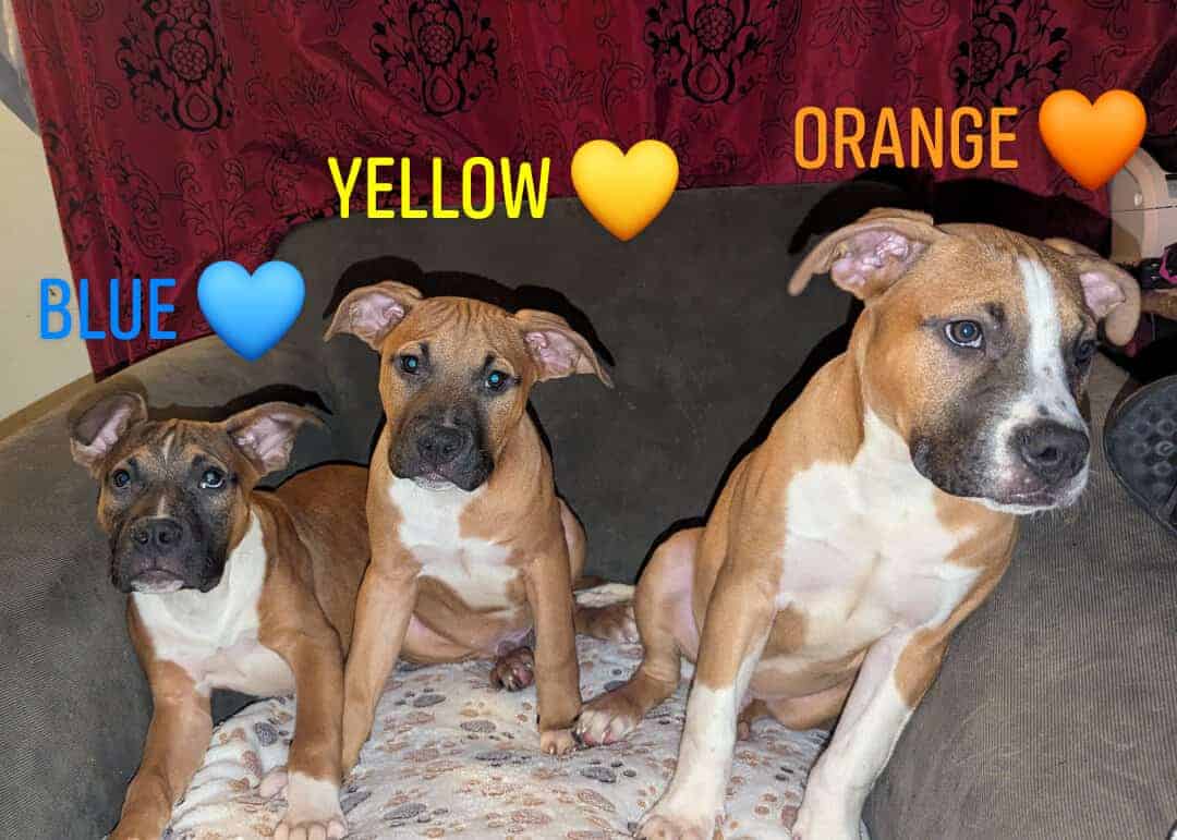 Puppies looking for fur-ever homes image 1