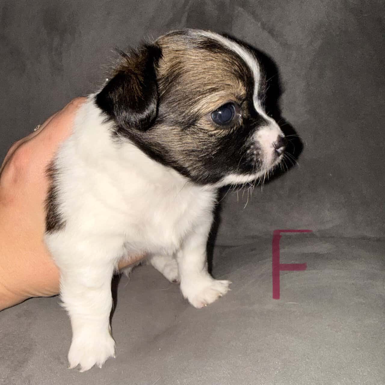 Long haired Chihuahua pups image 8